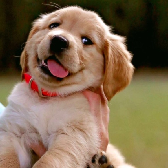 Meet your Posher, Rylee - Picture 1 of 1